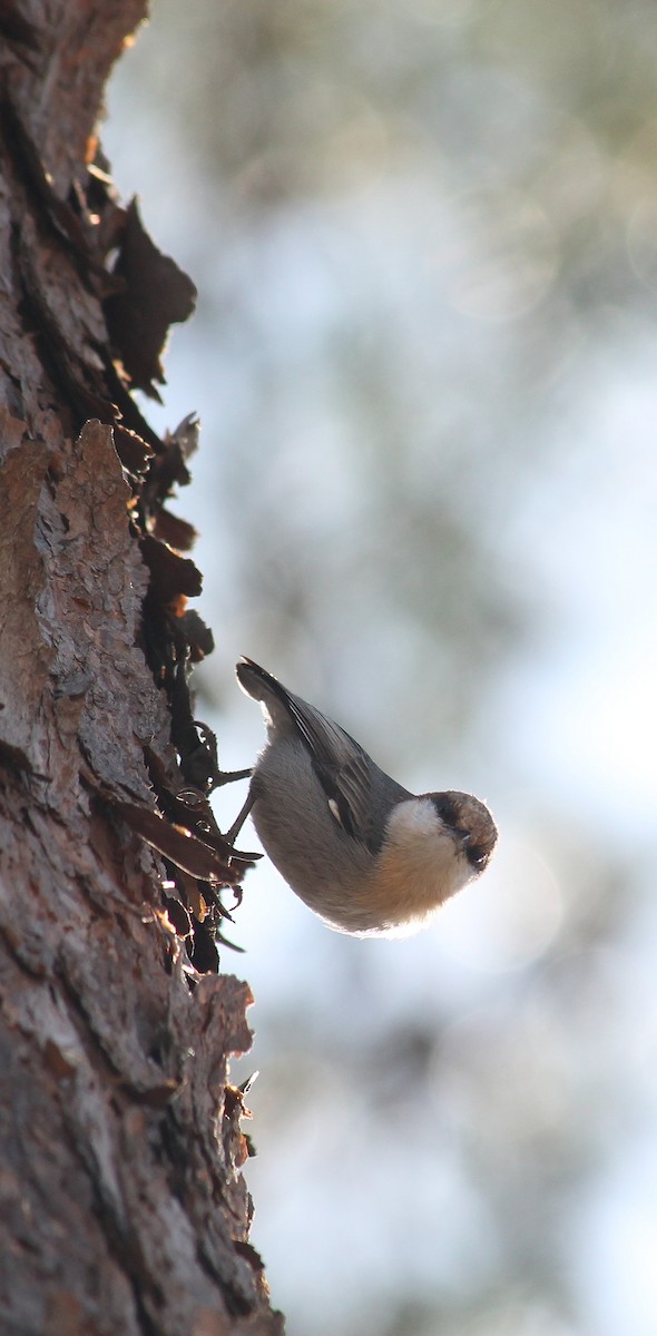 Brown-headed Nuthatch - ML647591028