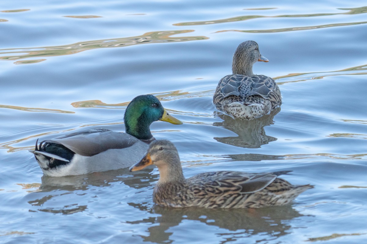 Mallard - ML647591029