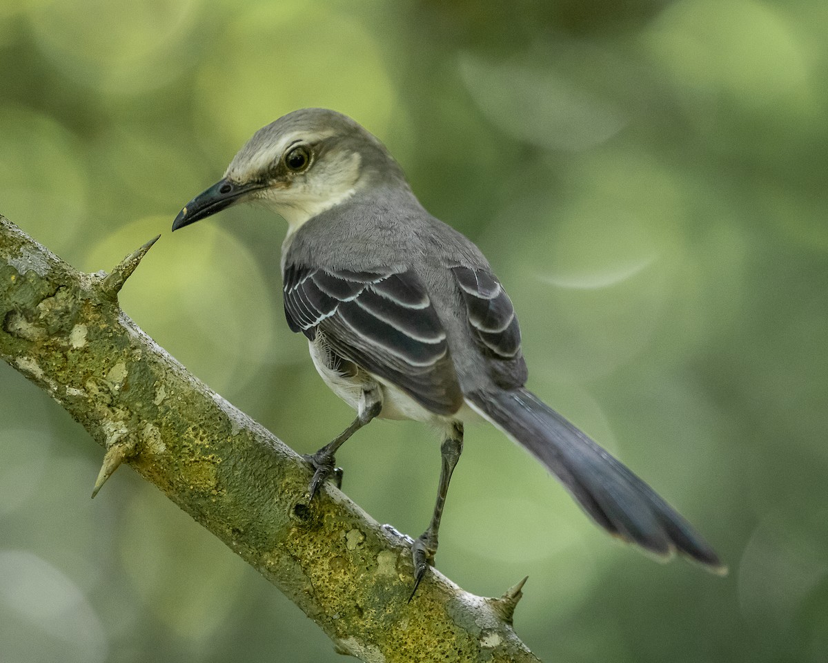 Tropikal Taklitçi (magnirostris) - ML647591047