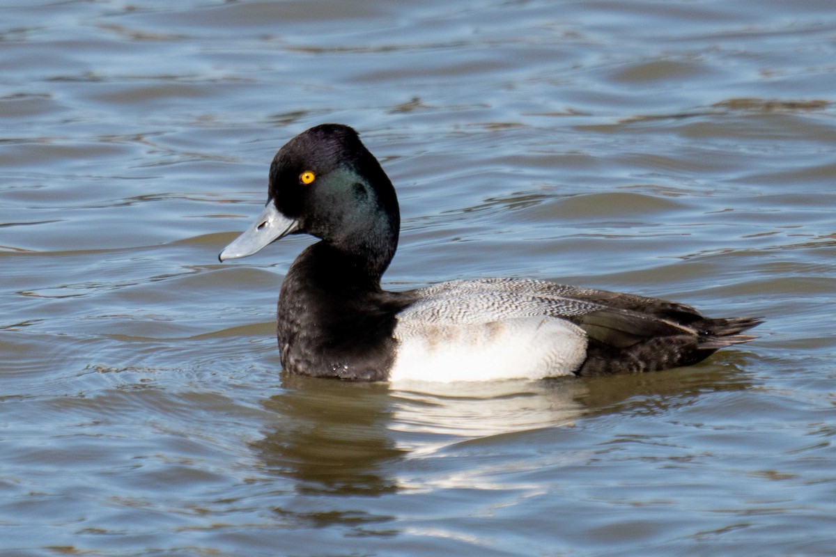 Lesser Scaup - ML647591051
