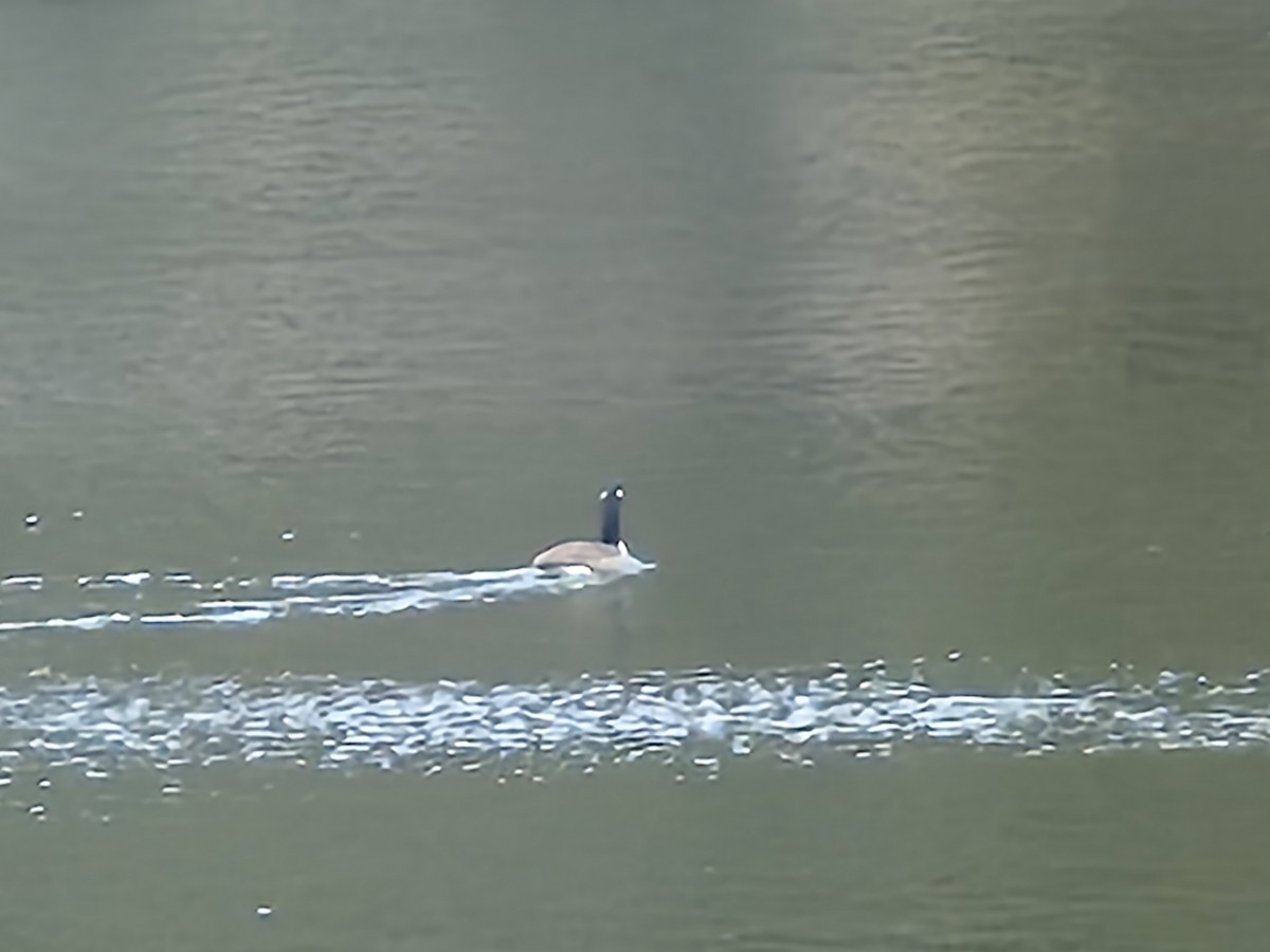 Canada Goose - ML647591064