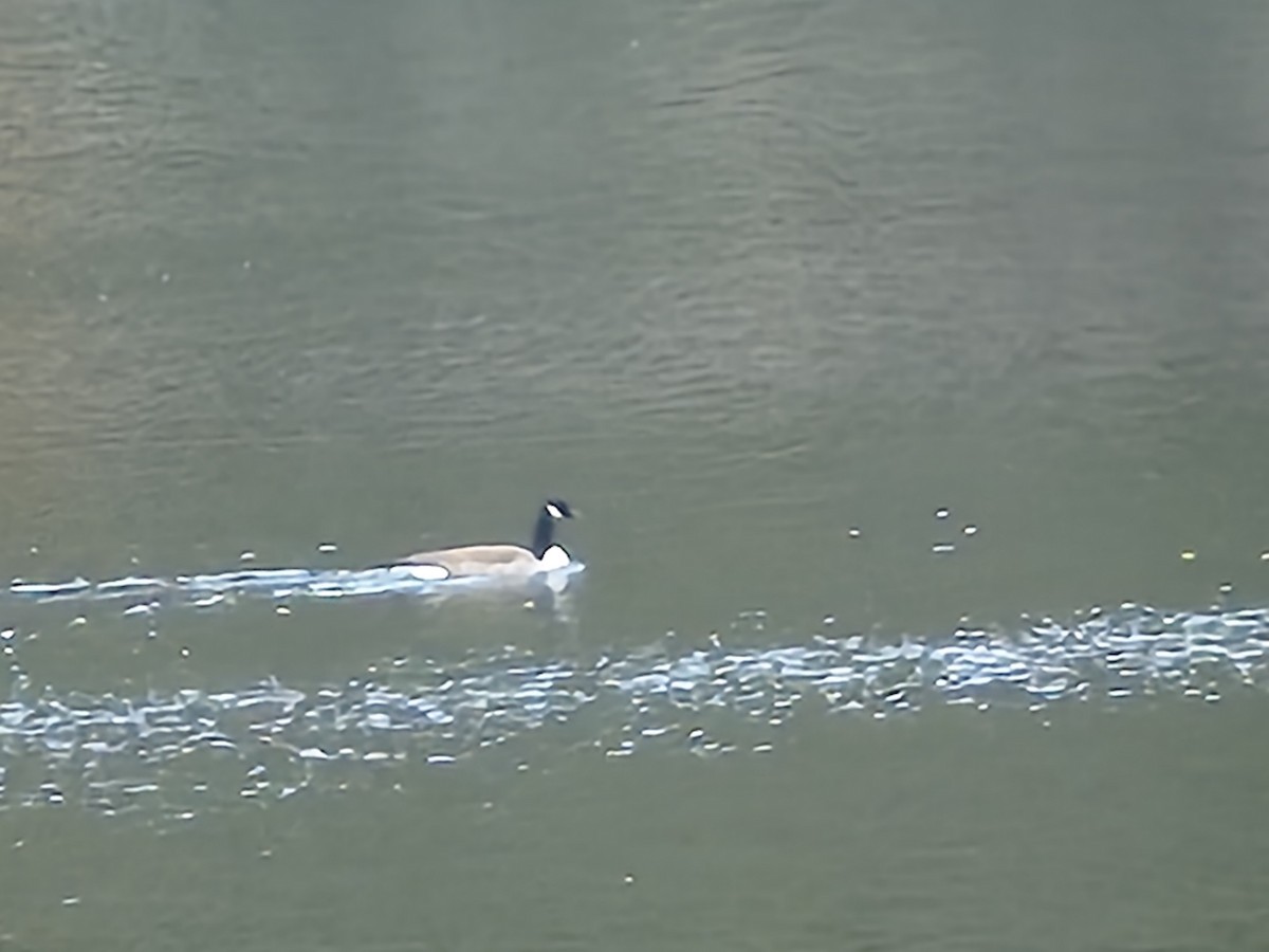 Canada Goose - ML647591065