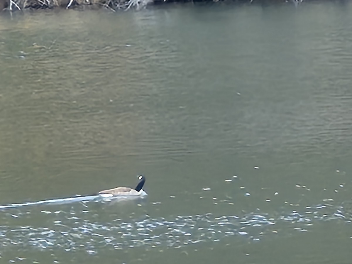 Canada Goose - ML647591066