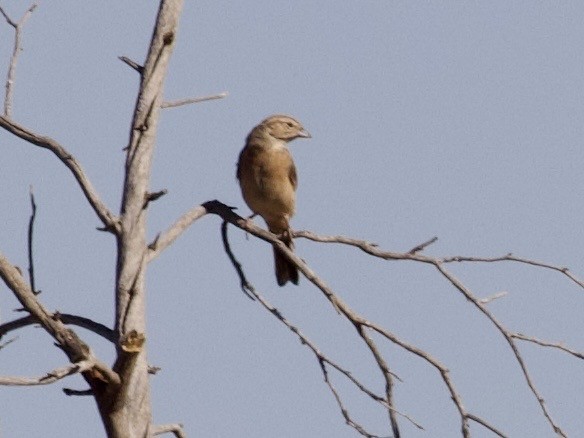Lark-like Bunting - ML647591104