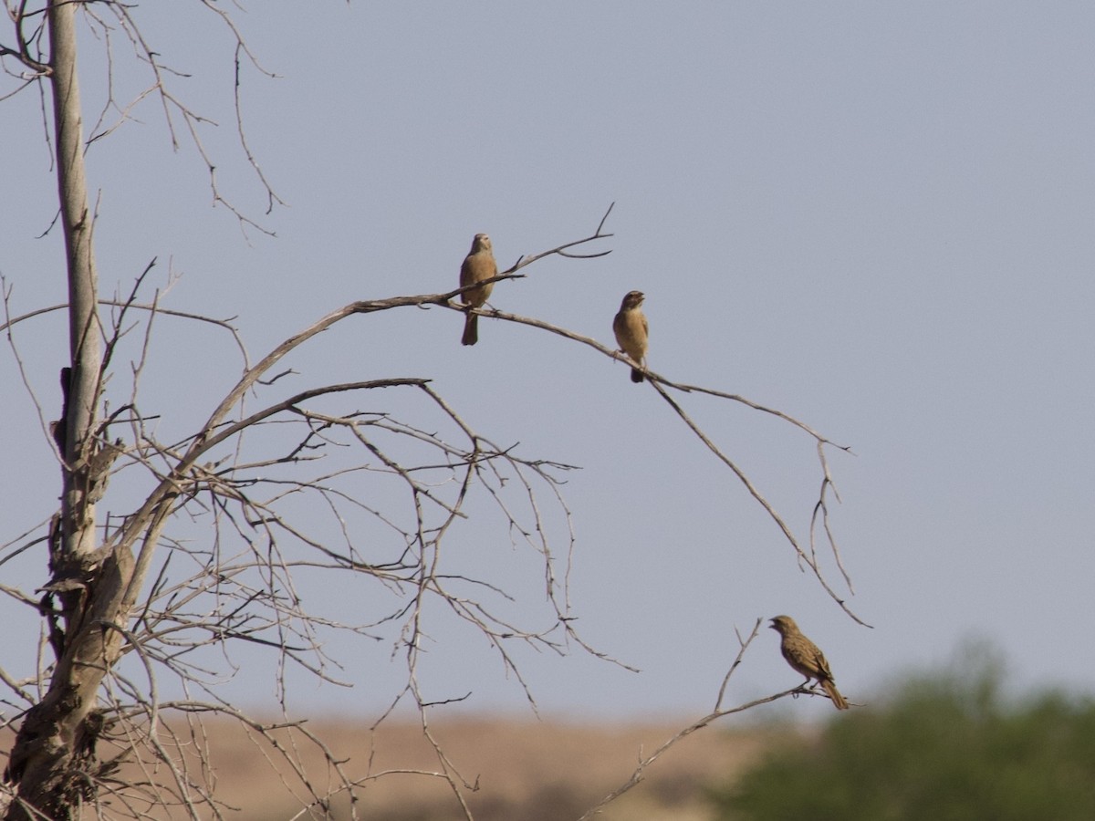 Lark-like Bunting - ML647591107