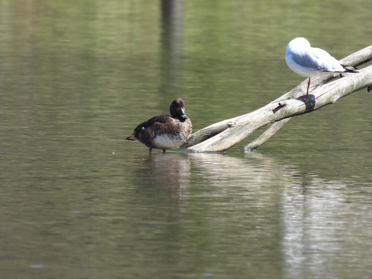 Hardhead - ML647591127