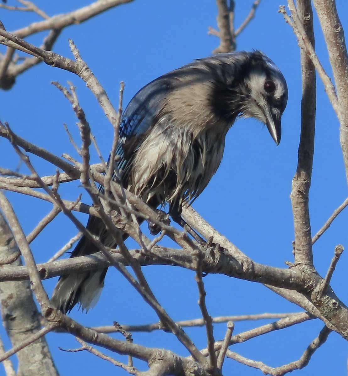 Blue Jay - ML647591128