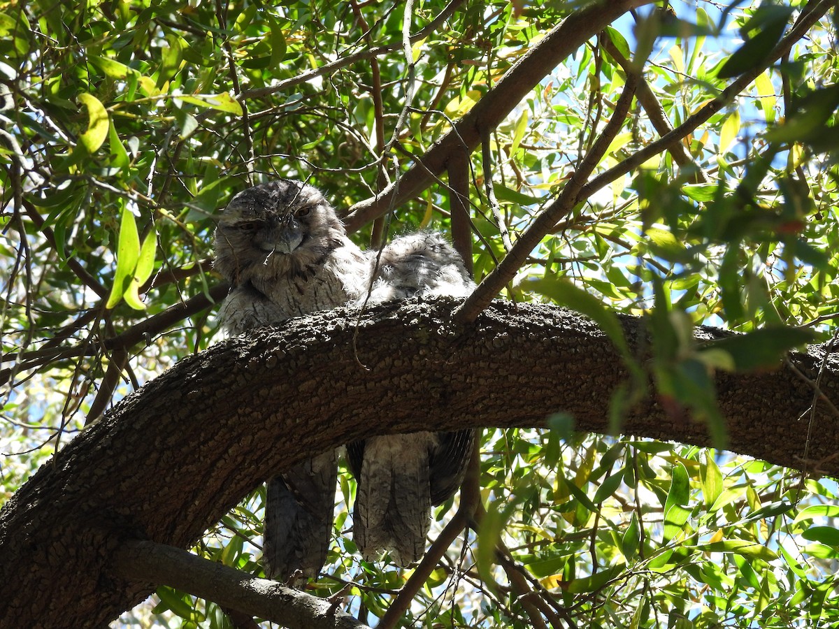 Avustralya Kocaağzı - ML647591144