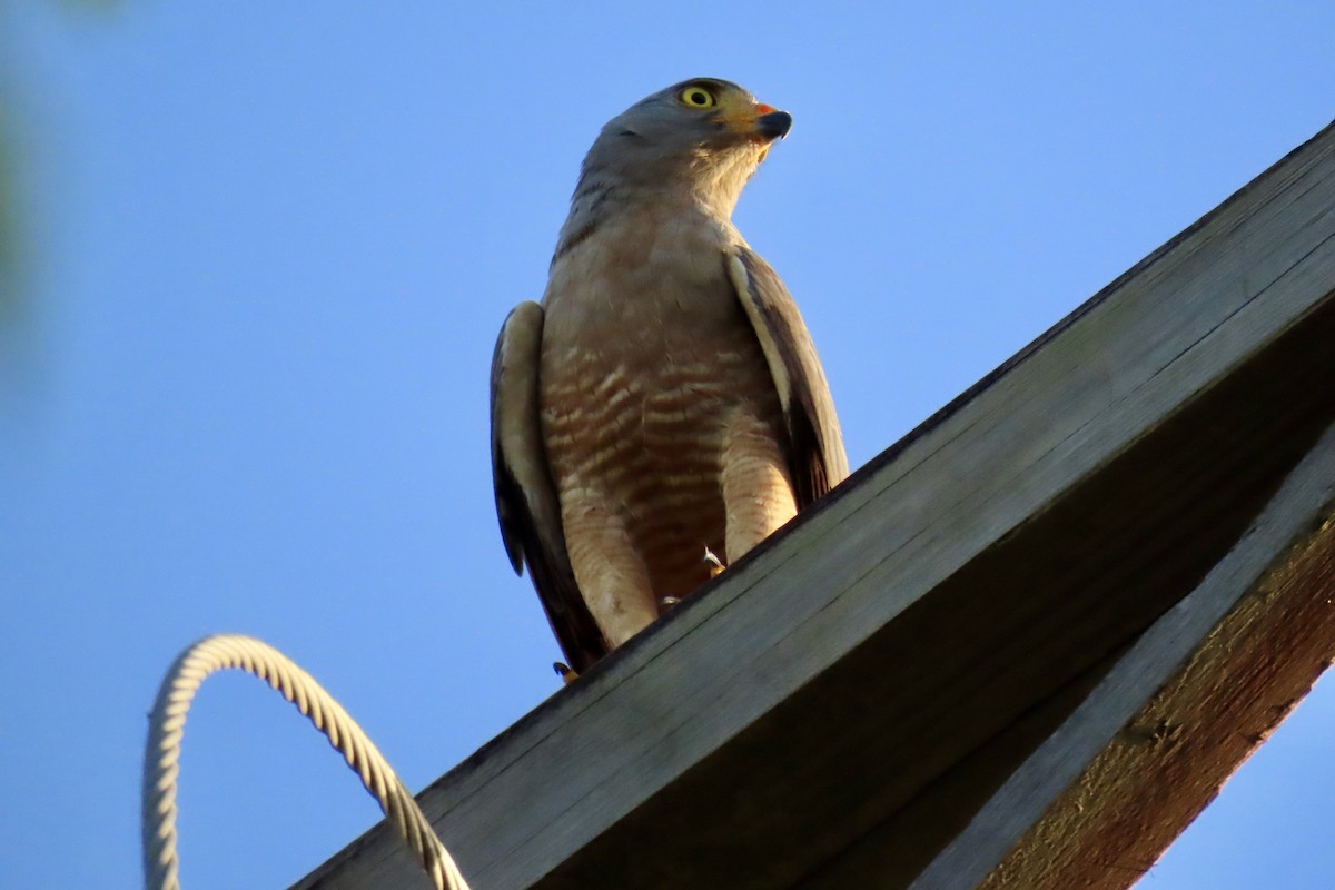Roadside Hawk - ML647591169