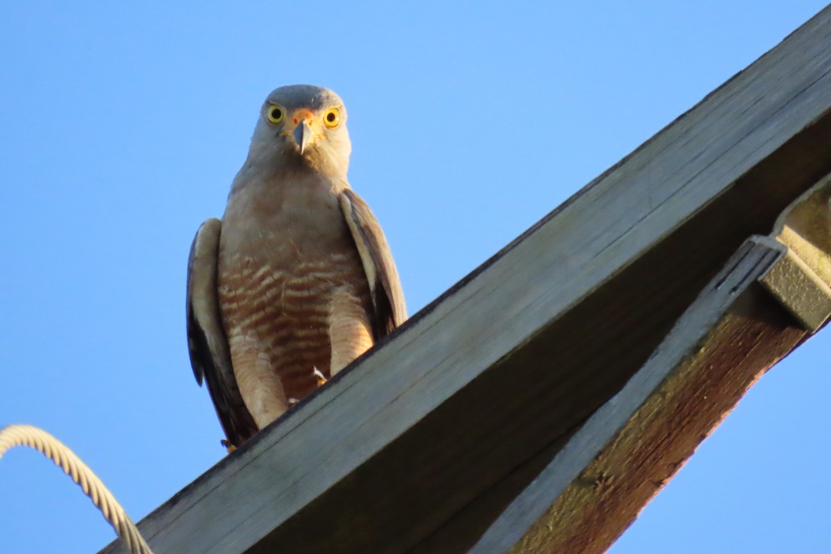 Roadside Hawk - ML647591170