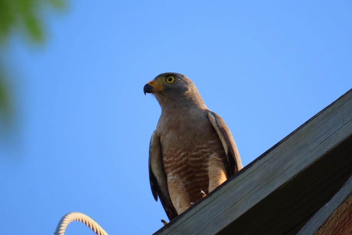 Roadside Hawk - ML647591171
