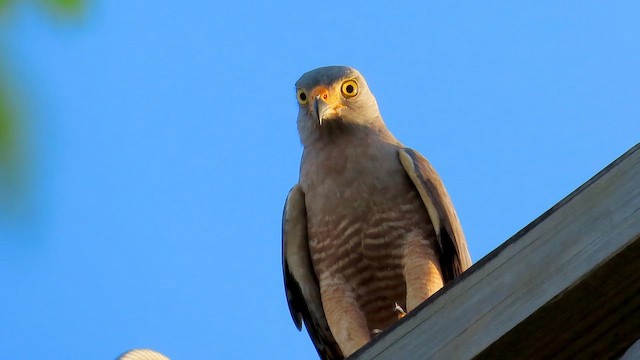 Канюк великодзьобий - ML647591172