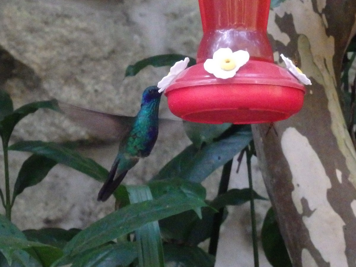 Sparkling Violetear - ML647591179