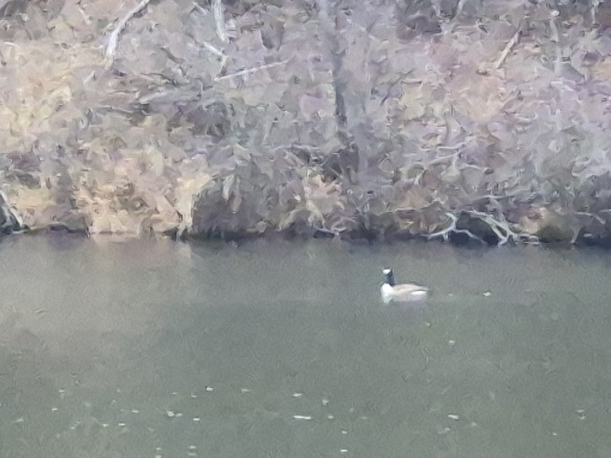 Canada Goose - ML647591222