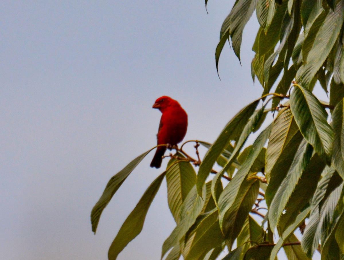 Scarlet Finch - ML647591227