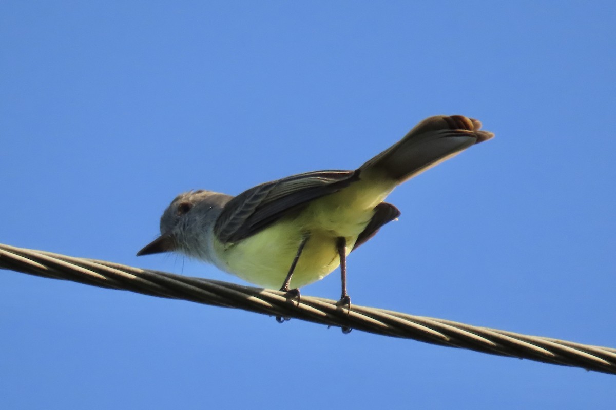 Panama Flycatcher - ML647591245