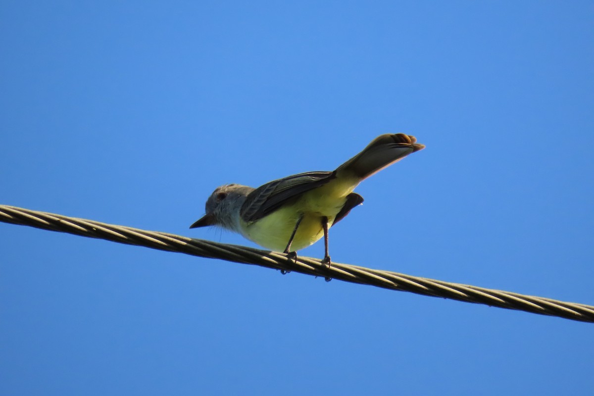 Panama Flycatcher - ML647591246