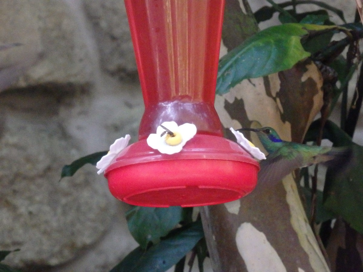 Lesser Violetear - ML647591247