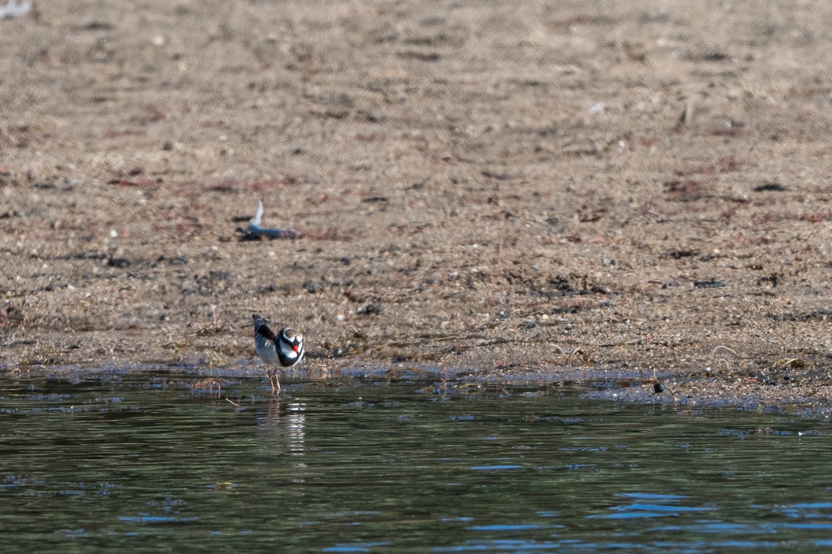 Black-fronted Dotterel - ML647591264