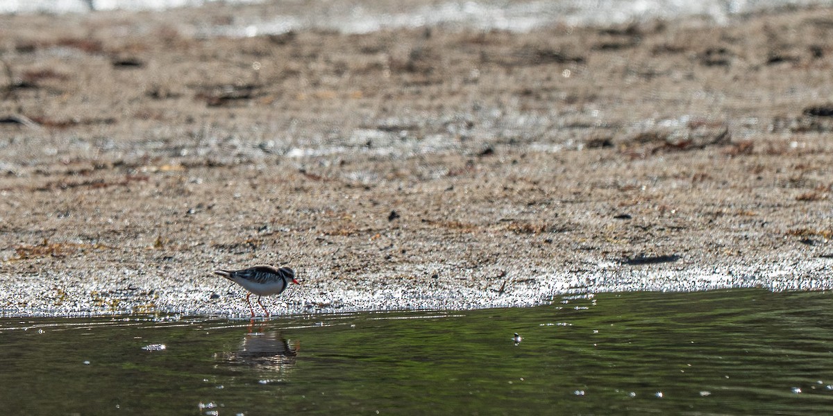 Black-fronted Dotterel - ML647591265
