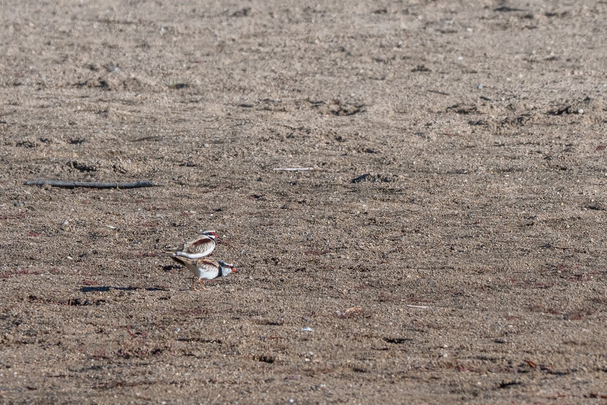 Black-fronted Dotterel - ML647591266