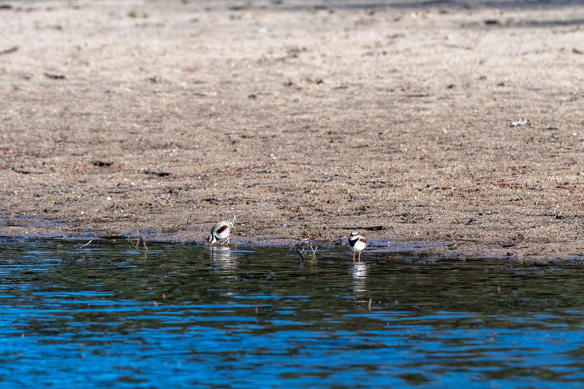 Black-fronted Dotterel - ML647591267