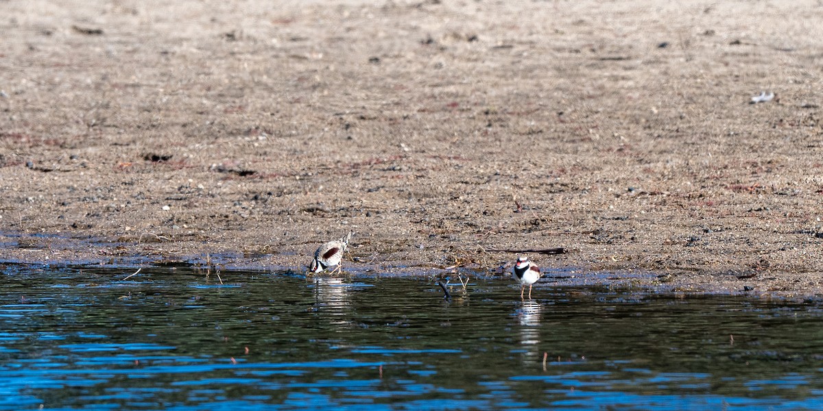 Black-fronted Dotterel - ML647591268