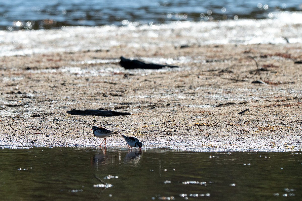 Black-fronted Dotterel - ML647591269