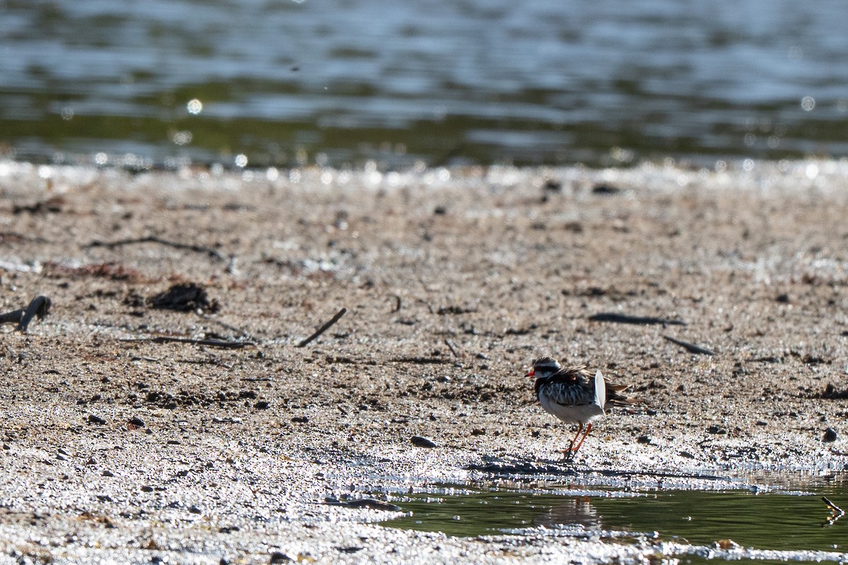 Black-fronted Dotterel - ML647591270