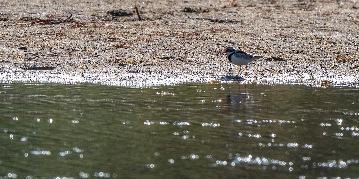 Black-fronted Dotterel - ML647591271