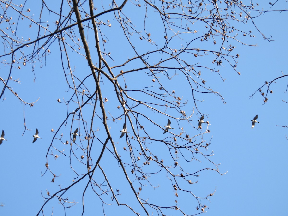 Canada Goose - ML647591284