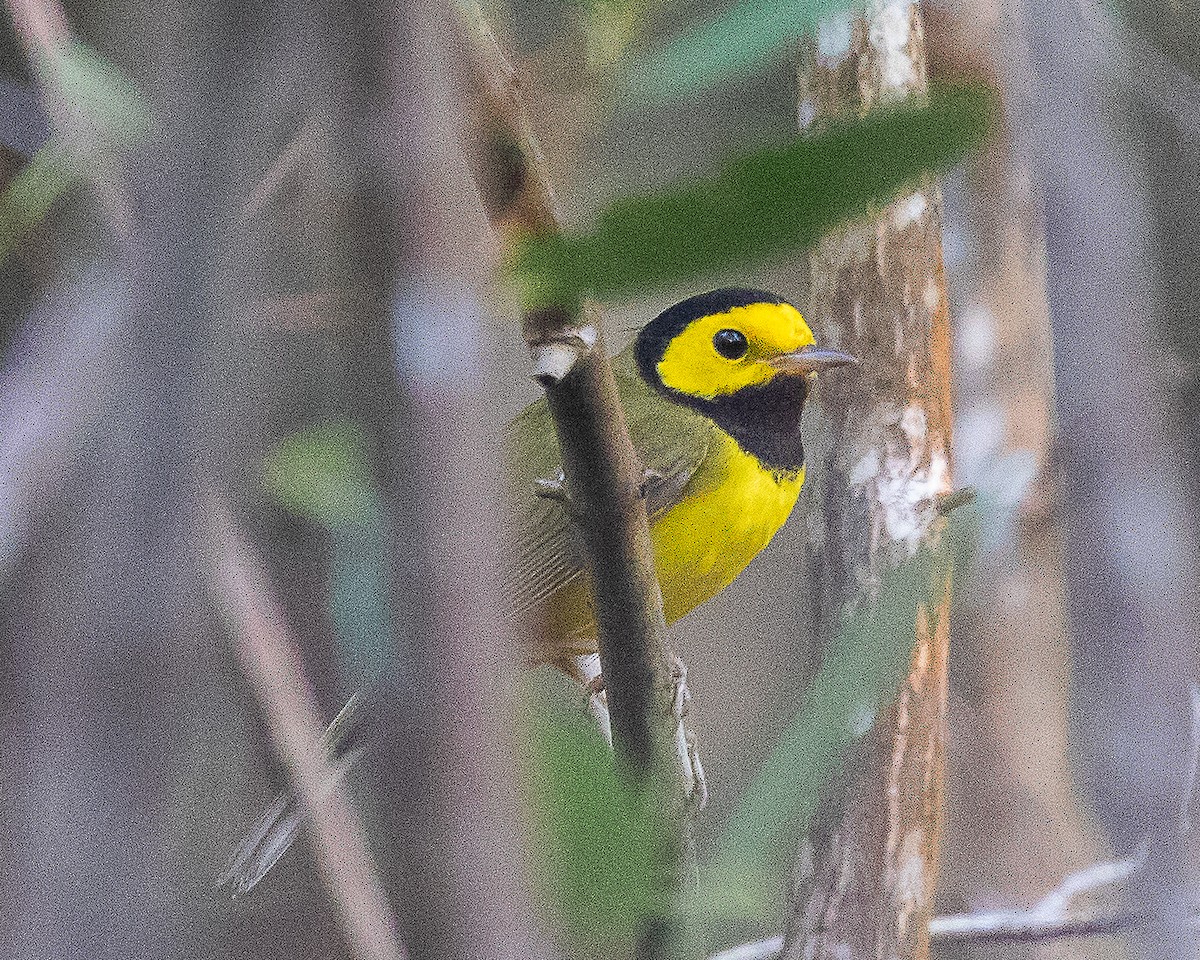 クロズキンアメリカムシクイ - ML647591310