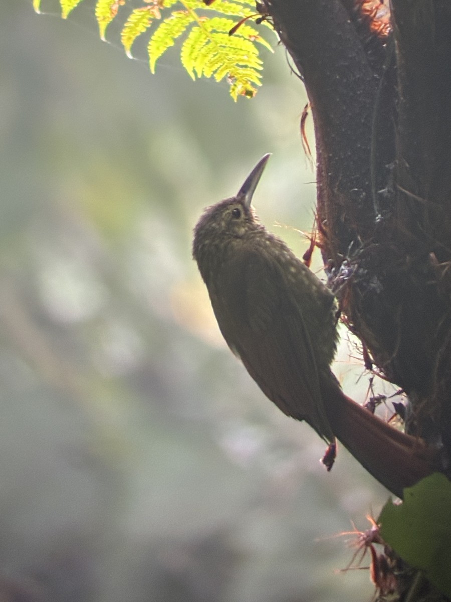 Spotted Woodcreeper - ML647591315