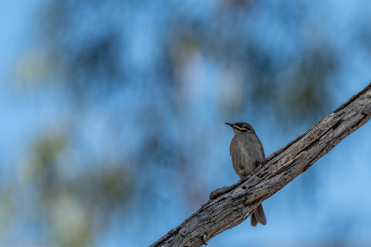 Sarı Yanaklı Balkuşu - ML647591318