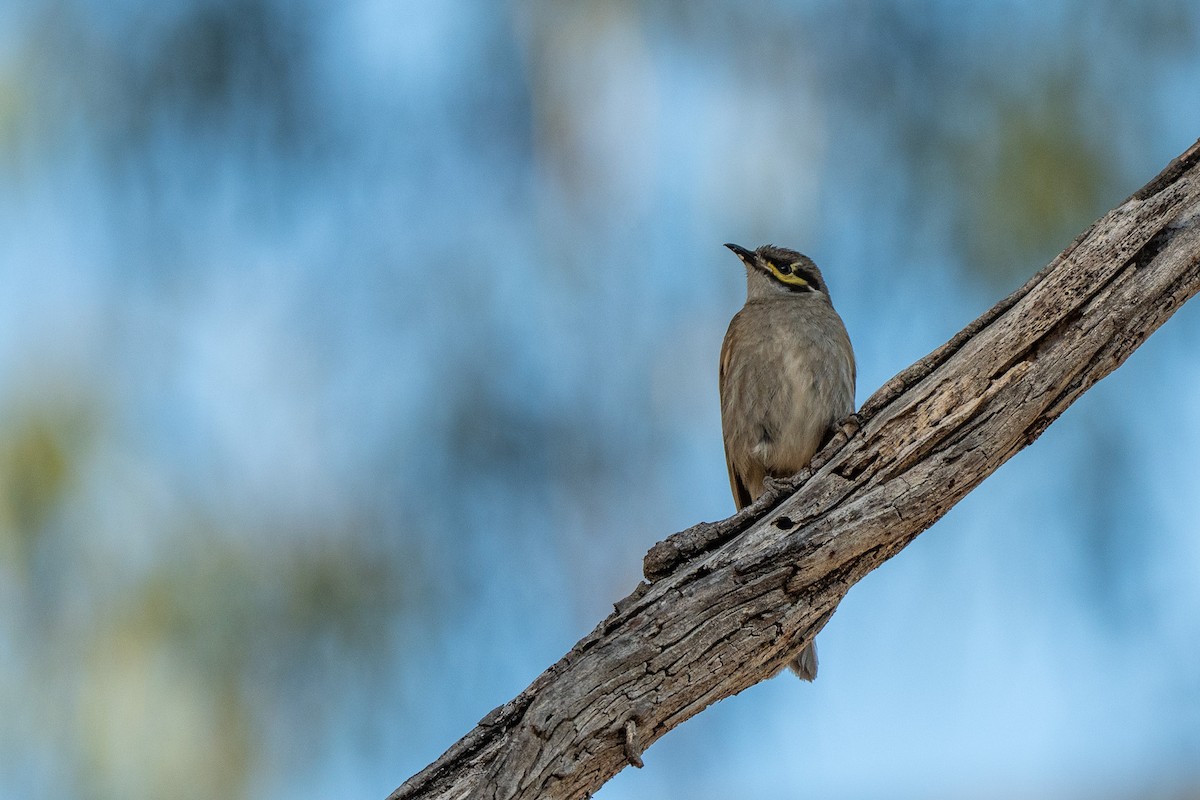 Sarı Yanaklı Balkuşu - ML647591319