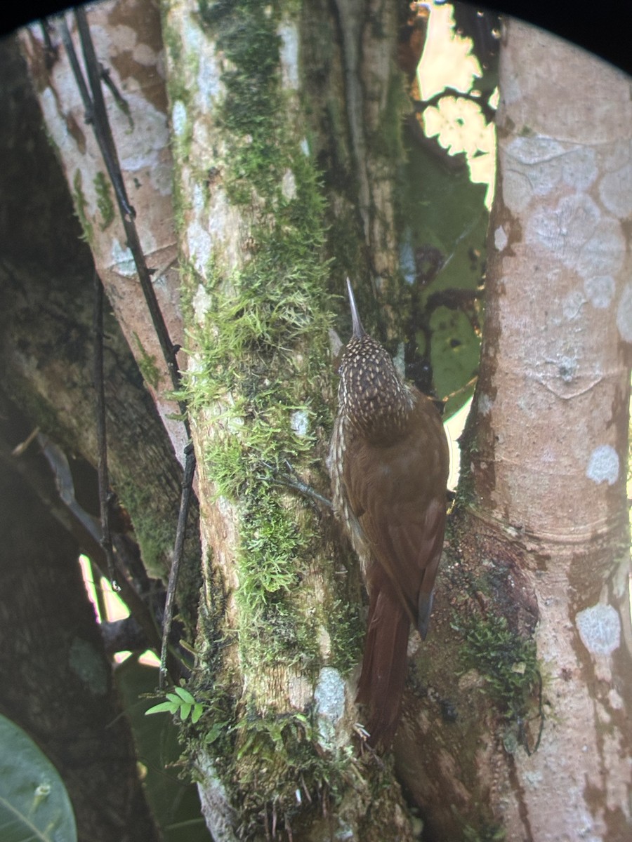 Dağ Tırmaşık - ML647591322