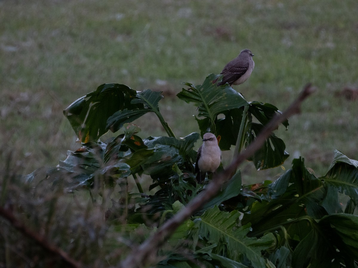 Tropikal Taklitçi - ML647591360