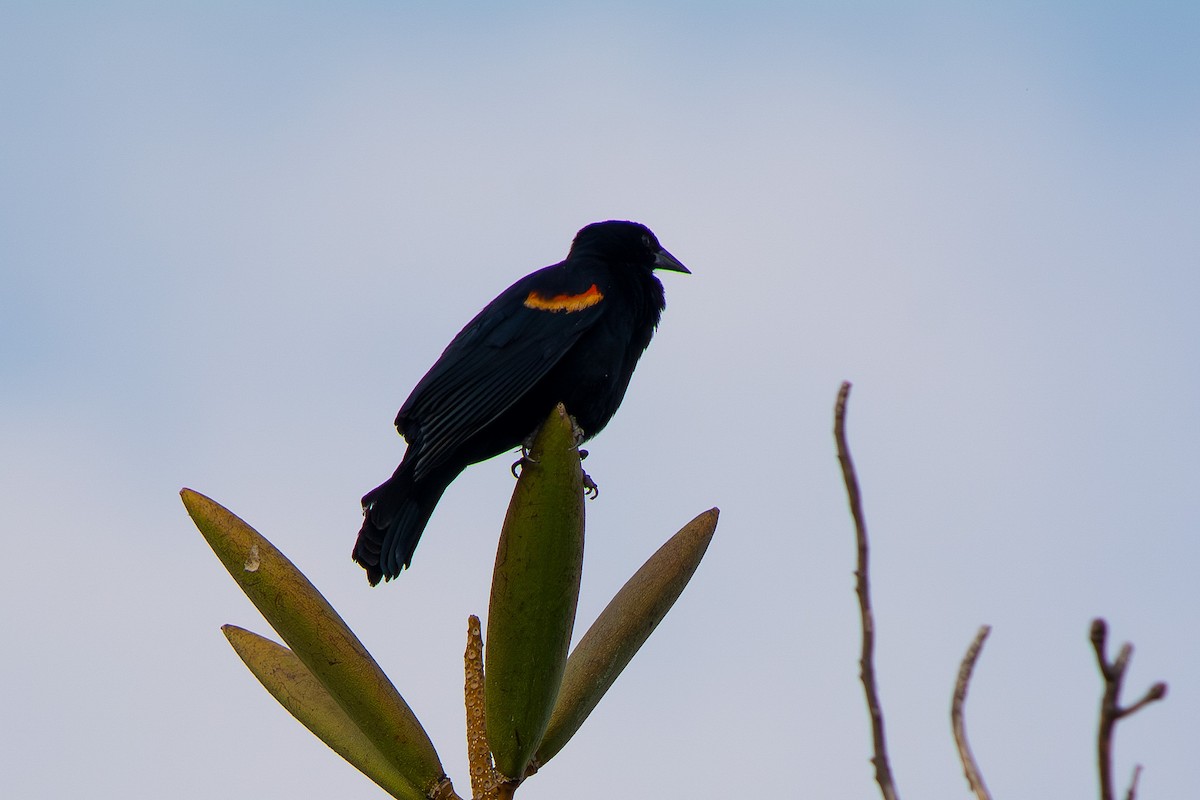Red-winged Blackbird - ML647591372