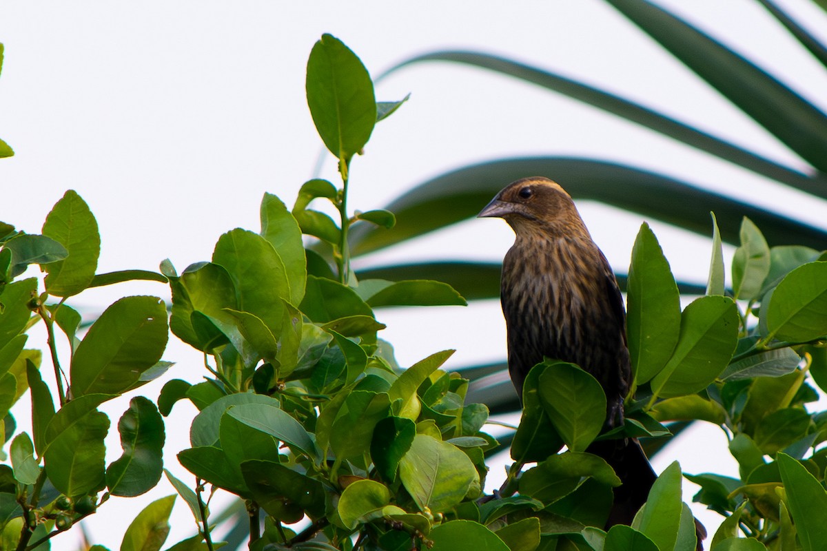 Red-winged Blackbird - ML647591384