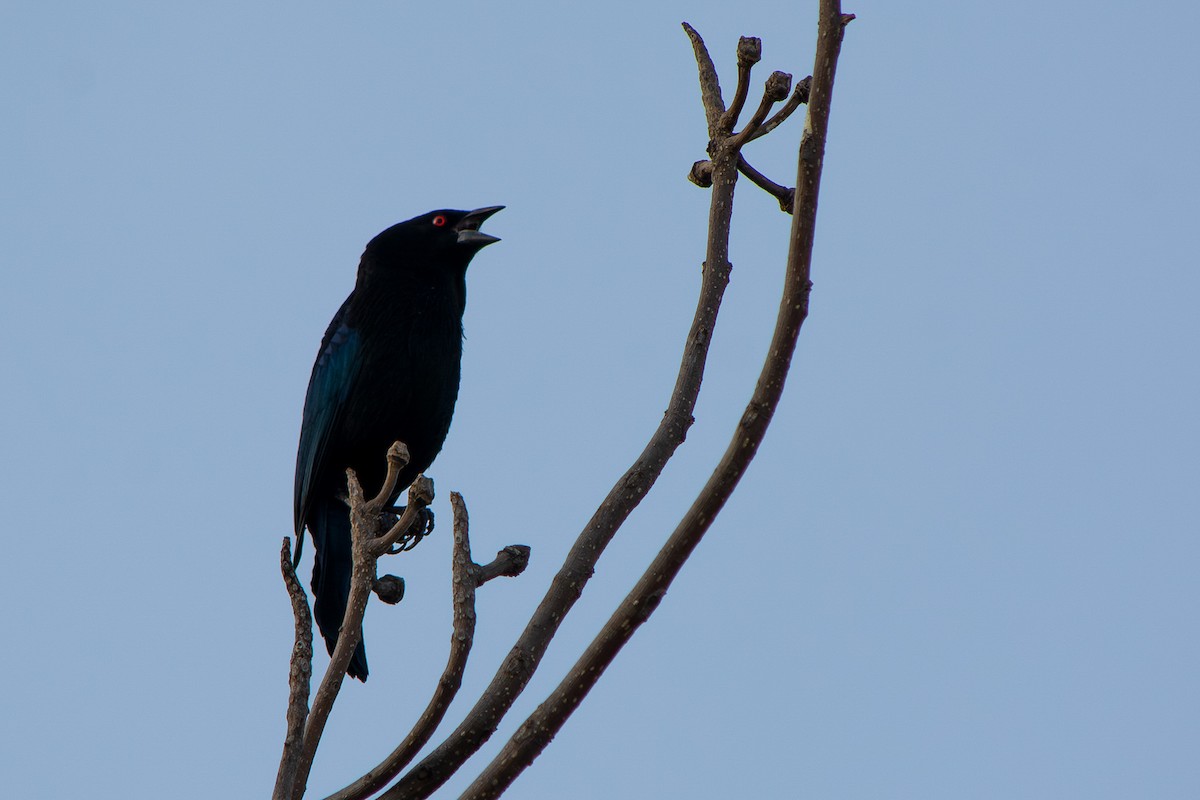 Bronzed Cowbird - ML647591388