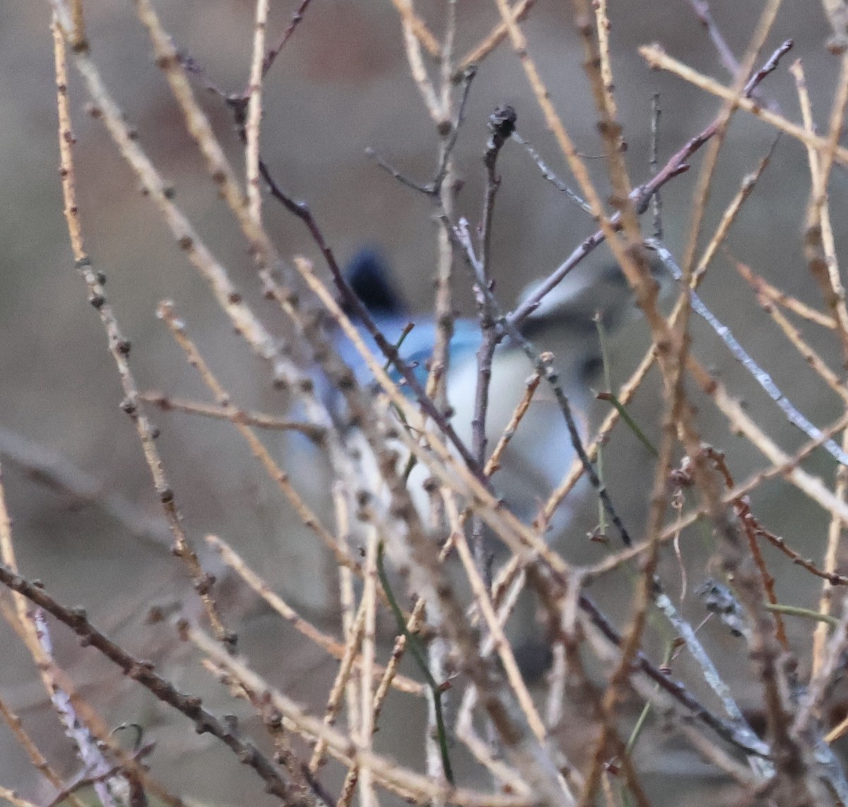 Blue Jay - ML647591396