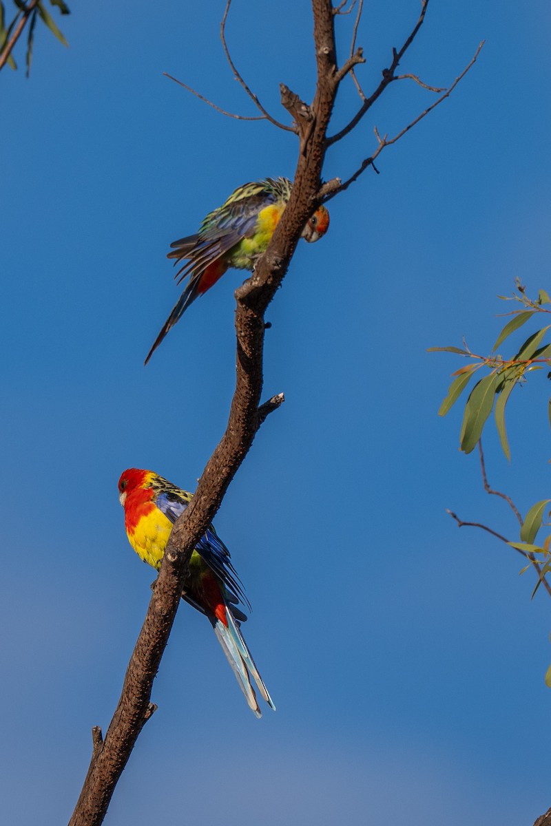 Eastern Rosella - ML647591403