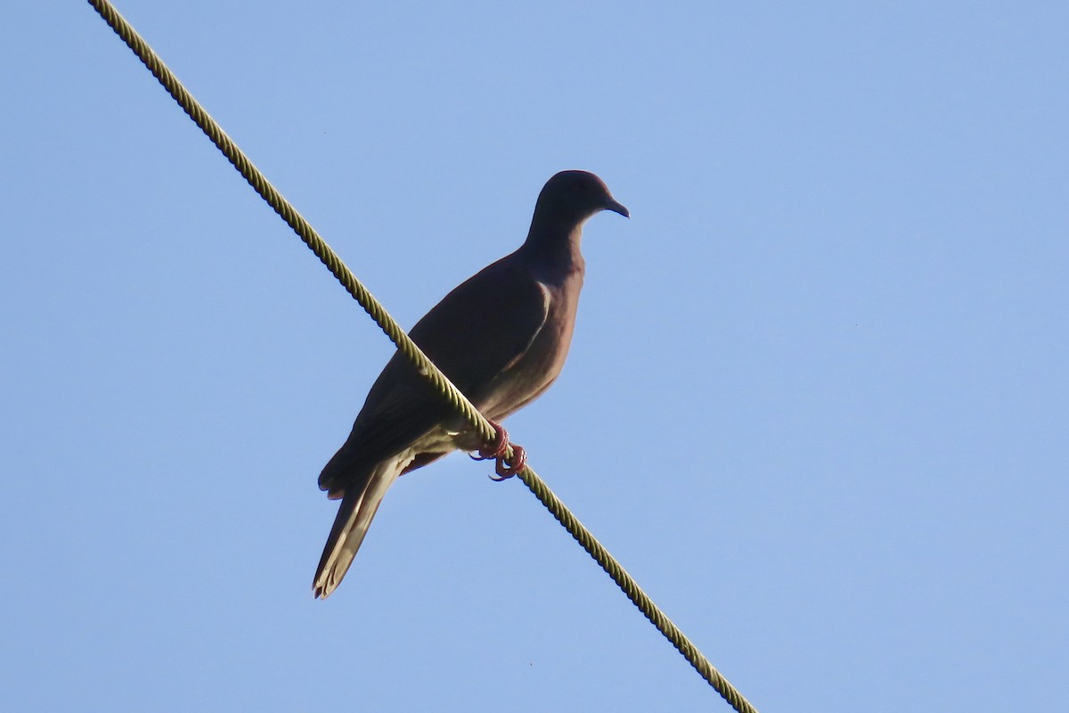 Paloma Colorada - ML647591437