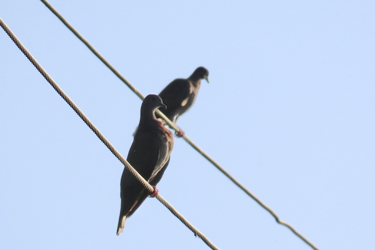 Paloma Colorada - ML647591438