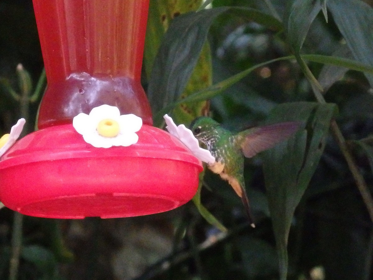 Rufous-booted Racket-tail - ML647591445