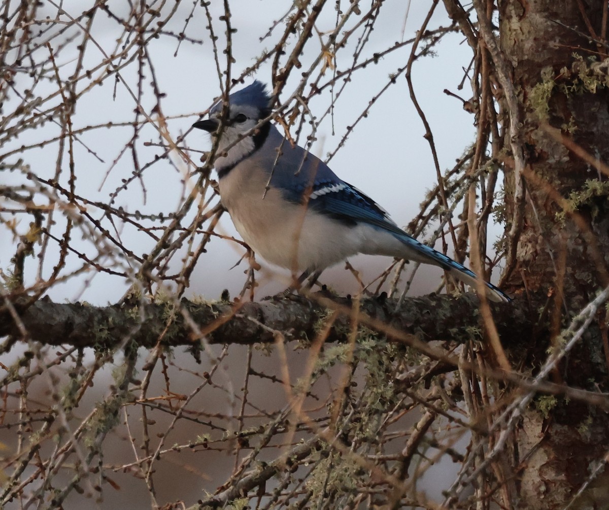 Blue Jay - ML647591457