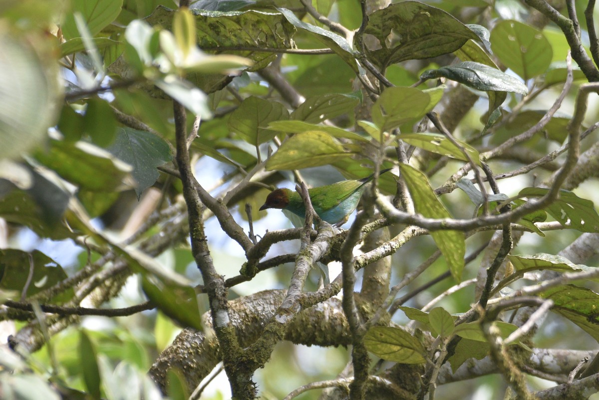 Tangara Cabecibaya - ML647591464