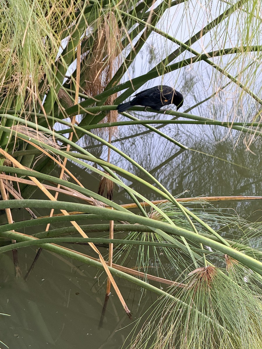 Red-winged Blackbird - ML647591467