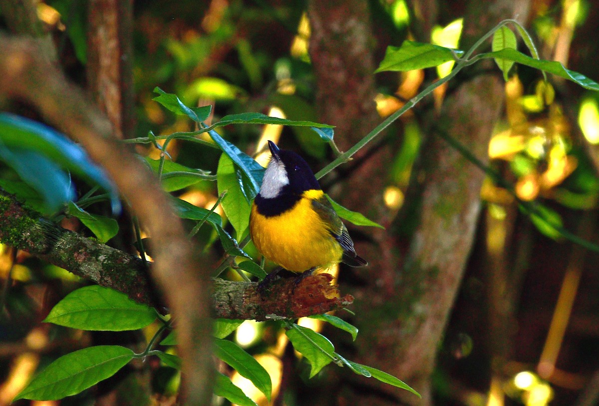 Golden Whistler - ML647591469