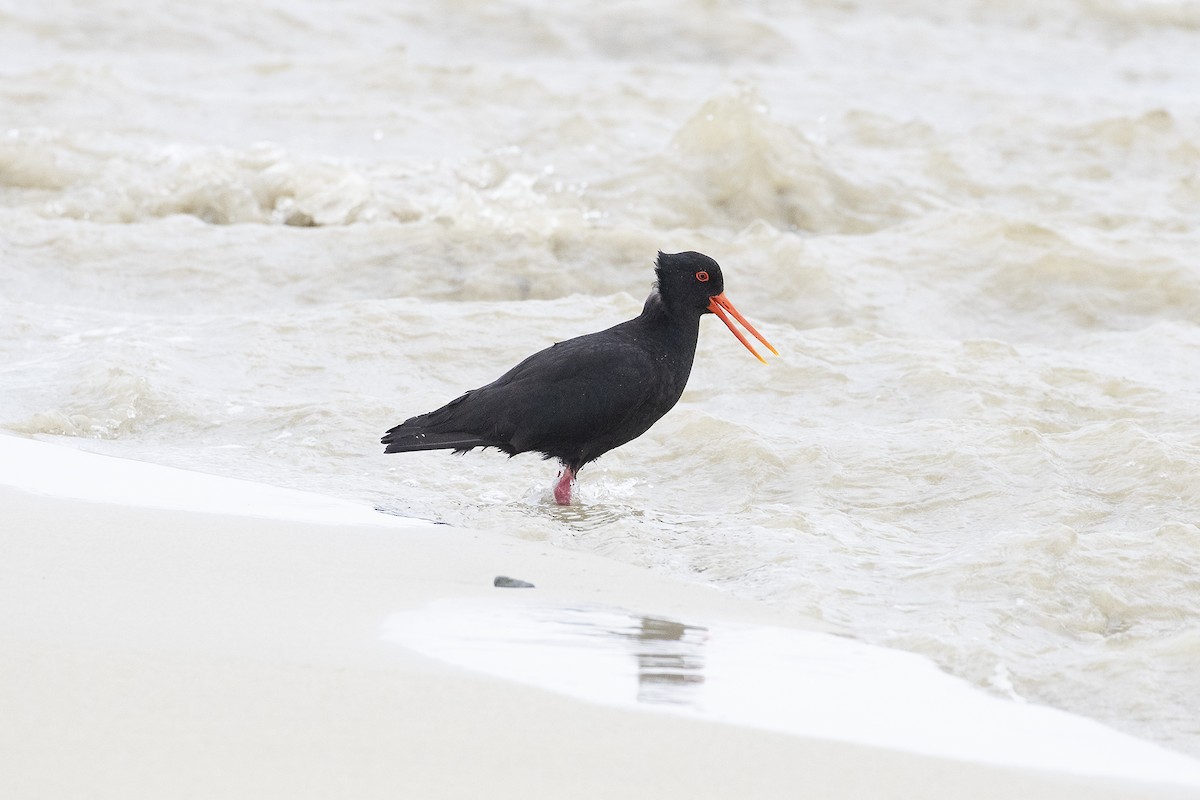 Variable Oystercatcher - ML647591517